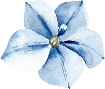 Watercolor Flower Illustration